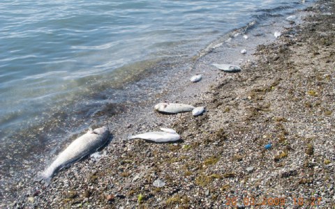 Μαλιακός SOS, μια κίνηση που δημιουργήθηκε αμέσως μετά την εμφάνιση του επεισοδίου των νεκρών ψαριών, τον Απρίλιο του 2009. Οπως αναφέρουν οι ίδιοι: «Ο Μαλιακός αργοπεθαίνει και τα νεκρά ψάρια είναι έ