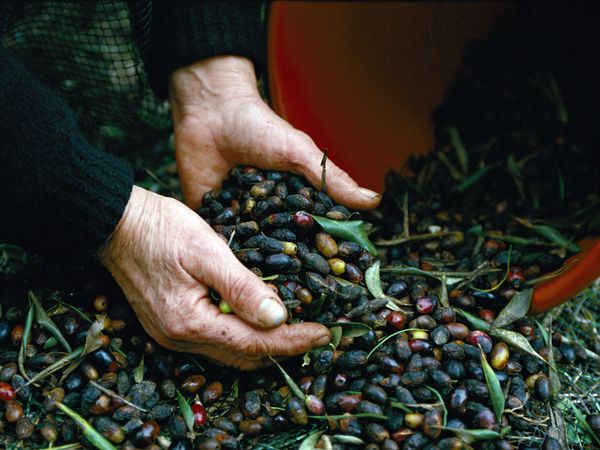 greece-olives_9074_600x450