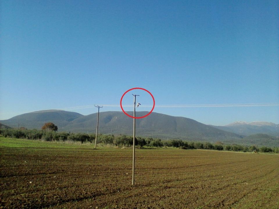 PelasgiaFthiotidaPouli12-2015(2)