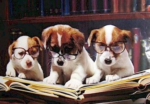 Dogs-Reading